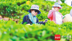 海南雨林大叶茶成五指山吸引游客元素品